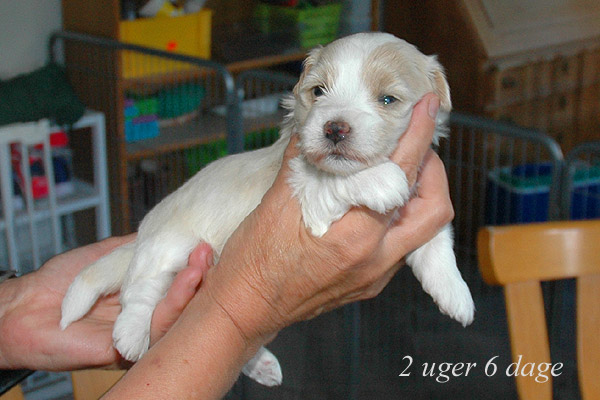 Yoko bichon havanese hvalp hundehvalp bichon havanais hvalpe hundehvalpe