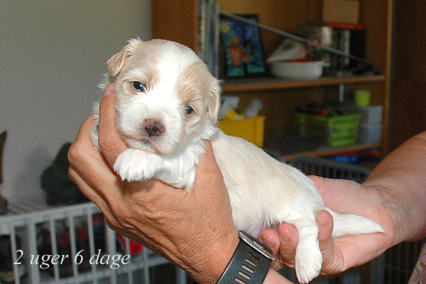 Yoko bichon havanese hvalp hundehvalp bichon havanais hvalpe hundehvalpe
