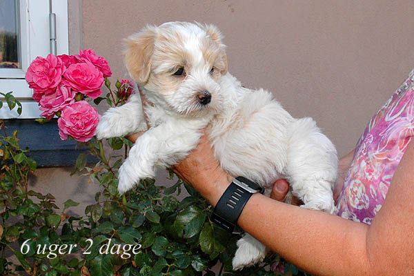Yoko bichon havanese hvalp hundehvalp bichon havanais hvalpe hundehvalpe