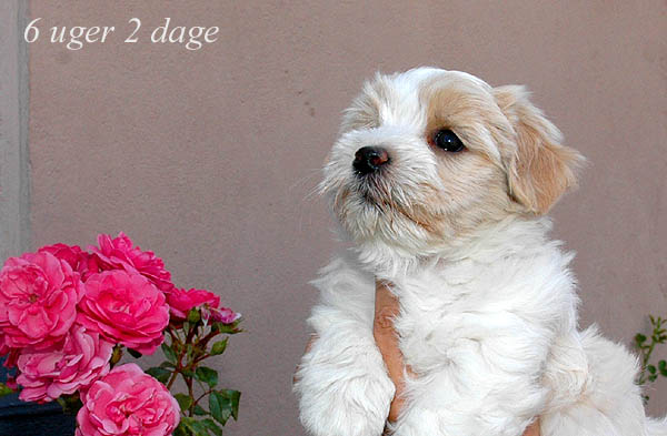 Yoko bichon havanese hvalp hundehvalp bichon havanais hvalpe hundehvalpe