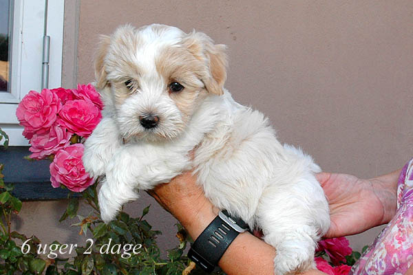 Yoko bichon havanese hvalp hundehvalp bichon havanais hvalpe hundehvalpe