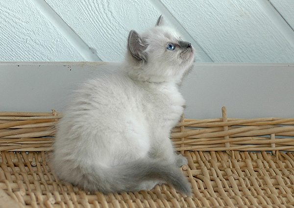 Yoma Ragdoll killing kattekilling Ragdol killinger kattekillinger