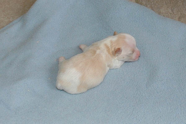 Yonna bichon havanese hvalp hundehvalp bichon havanais hvalpe hundehvalpe