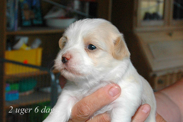 Yonna bichon havanese hvalp hundehvalp bichon havanais hvalpe hundehvalpe