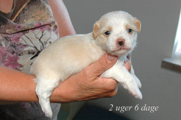 Yonna bichon havanese hvalp hundehvalp bichon havanais hvalpe hundehvalpe
