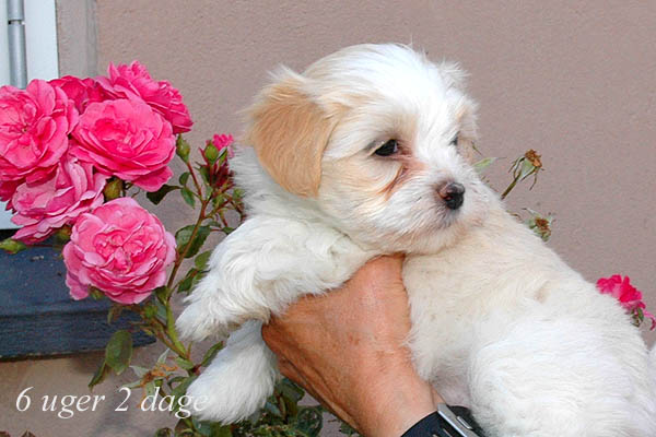 Yonna bichon havanese hvalp hundehvalp bichon havanais hvalpe hundehvalpe