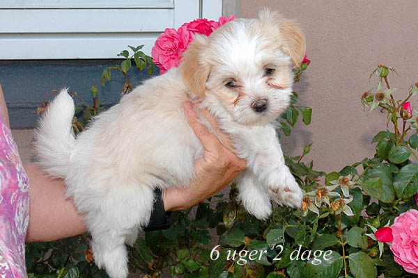 Yonna bichon havanese hvalp hundehvalp bichon havanais hvalpe hundehvalpe