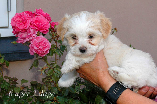 Yonna bichon havanese hvalp hundehvalp bichon havanais hvalpe hundehvalpe