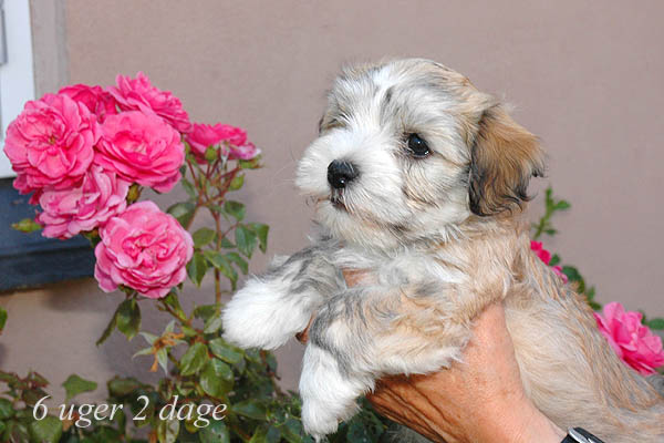 Yosi bichon havanese hvalp hundehvalp bichon havanais hvalpe hundehvalpe