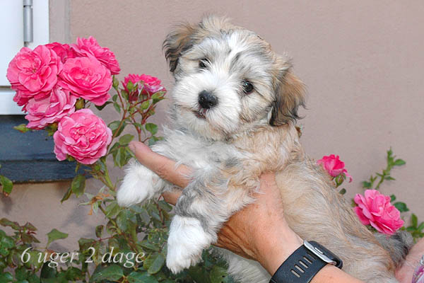 Yosi bichon havanese hvalp hundehvalp bichon havanais hvalpe hundehvalpe