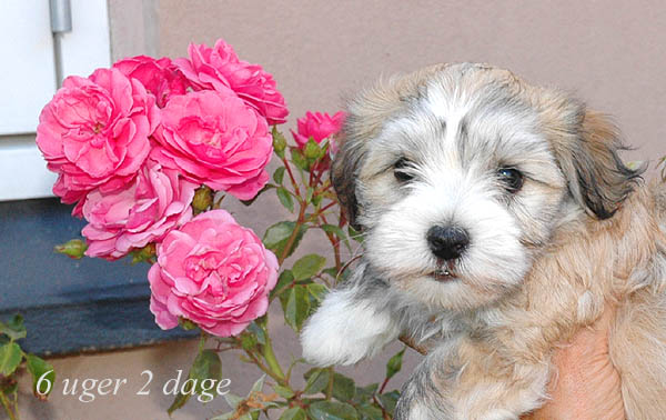 Yosi bichon havanese hvalp hundehvalp bichon havanais hvalpe hundehvalpe