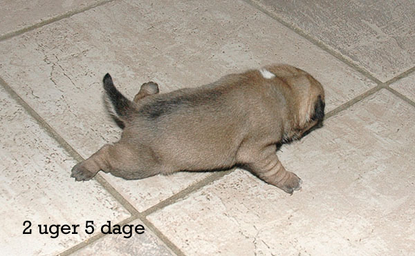 Yrsa Mops hvalp hundehvalp Mopser hvalpe hundehvalpe