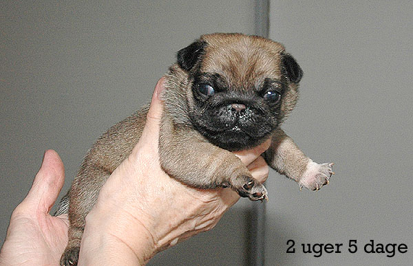 Yrsa Mops hvalp hundehvalp Mopser hvalpe hundehvalpe