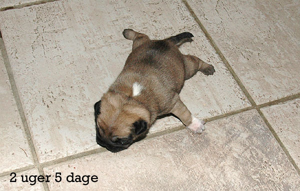 Yrsa Mops hvalp hundehvalp Mopser hvalpe hundehvalpe