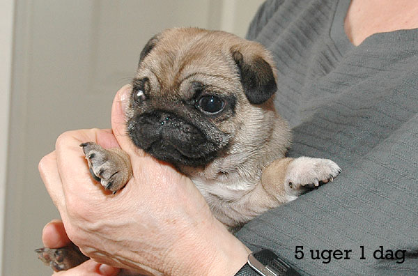 Yrsa Mops hvalp hundehvalp Mopser hvalpe hundehvalpe