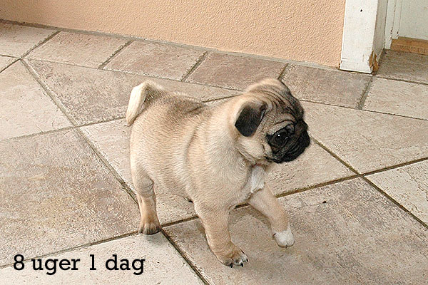 Yrsa Mops hvalp hundehvalp Mopser hvalpe hundehvalpe