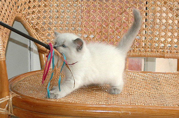 Yuri Ragdoll killing kattekilling Ragdol killinger kattekillinger
