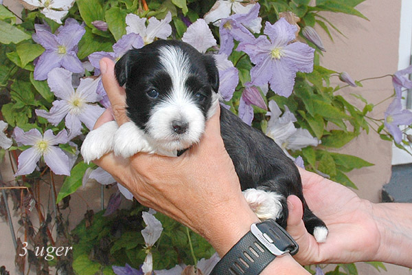 Zelina bichon havanese hvalp hundehvalp bichon havanais hvalpe hundehvalpe
