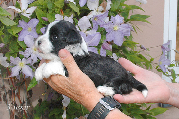 Zelina bichon havanese hvalp hundehvalp bichon havanais hvalpe hundehvalpe