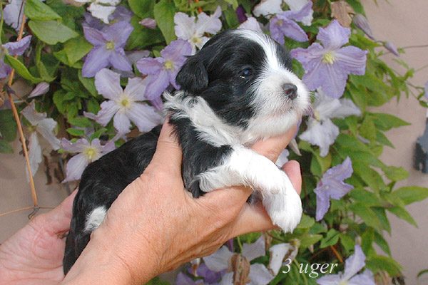 Zelina bichon havanese hvalp hundehvalp bichon havanais hvalpe hundehvalpe