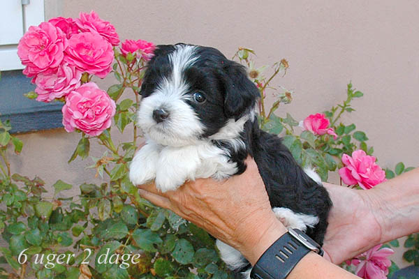 Zelina bichon havanese hvalp hundehvalp bichon havanais hvalpe hundehvalpe