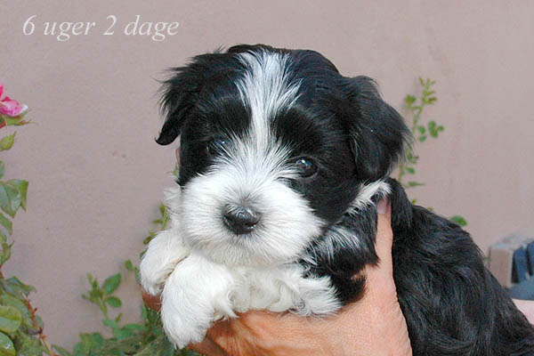 Zelina bichon havanese hvalp hundehvalp bichon havanais hvalpe hundehvalpe