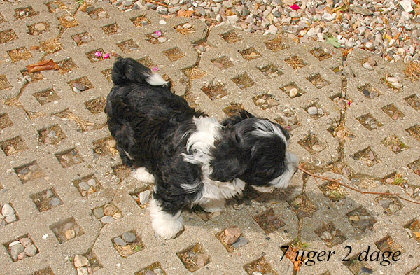 Zelina bichon havanese hvalp hundehvalp bichon havanais hvalpe hundehvalpe