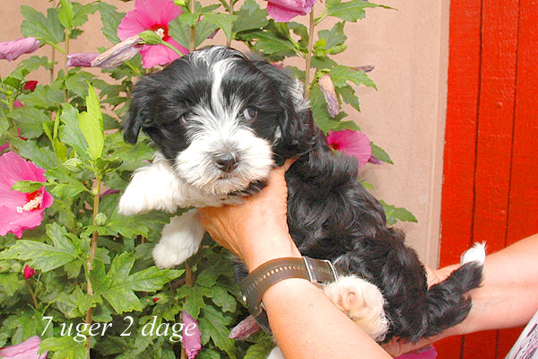 Zelina bichon havanese hvalp hundehvalp bichon havanais hvalpe hundehvalpe