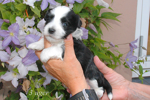 Zepp bichon havanese hvalp hundehvalp bichon havanais hvalpe hundehvalpe
