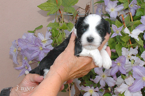 Zepp bichon havanese hvalp hundehvalp bichon havanais hvalpe hundehvalpe