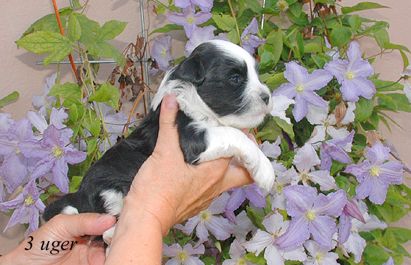 Zepp bichon havanese hvalp hundehvalp bichon havanais hvalpe hundehvalpe