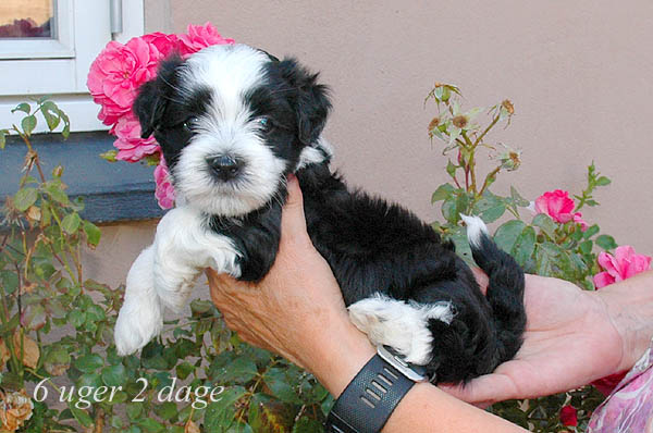 Zepp bichon havanese hvalp hundehvalp bichon havanais hvalpe hundehvalpe