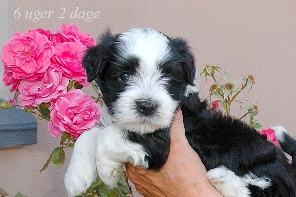 Zepp bichon havanese hvalp hundehvalp bichon havanais hvalpe hundehvalpe