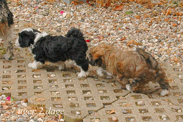 Zepp bichon havanese hvalp hundehvalp bichon havanais hvalpe hundehvalpe