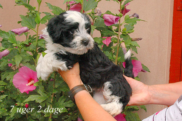 Zepp bichon havanese hvalp hundehvalp bichon havanais hvalpe hundehvalpe