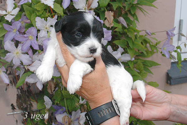 Ziff bichon havanese hvalp hundehvalp bichon havanais hvalpe hundehvalpe