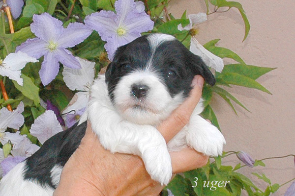 Ziff bichon havanese hvalp hundehvalp bichon havanais hvalpe hundehvalpe