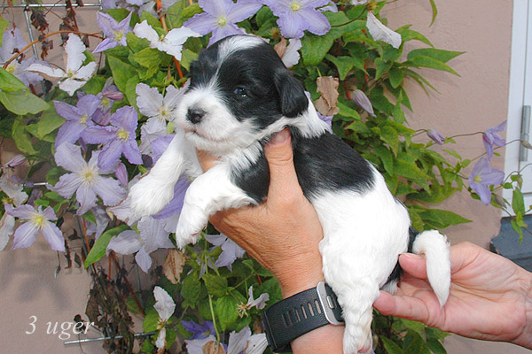 Ziff bichon havanese hvalp hundehvalp bichon havanais hvalpe hundehvalpe