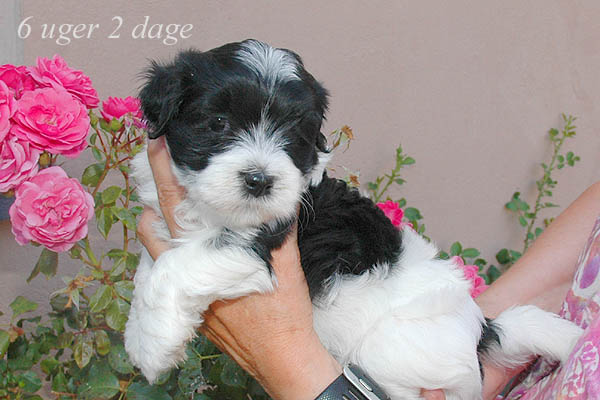 Ziff bichon havanese hvalp hundehvalp bichon havanais hvalpe hundehvalpe
