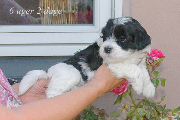 Ziff bichon havanese hvalp hundehvalp bichon havanais hvalpe hundehvalpe