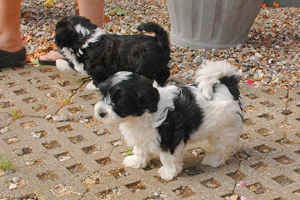 Ziff bichon havanese hvalp hundehvalp bichon havanais hvalpe hundehvalpe