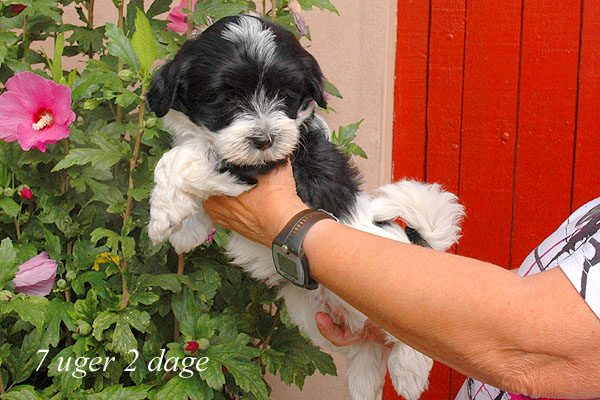 Ziff bichon havanese hvalp hundehvalp bichon havanais hvalpe hundehvalpe