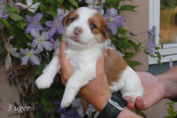 Ziggy bichon havanese hvalp hundehvalp bichon havanais hvalpe hundehvalpe