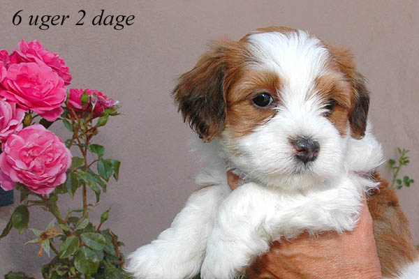 Ziggy bichon havanese hvalp hundehvalp bichon havanais hvalpe hundehvalpe