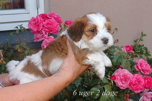 Ziggy bichon havanese hvalp hundehvalp bichon havanais hvalpe hundehvalpe