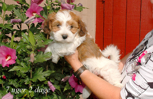Ziggy bichon havanese hvalp hundehvalp bichon havanais hvalpe hundehvalpe