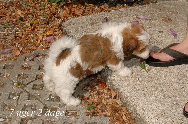 Ziggy bichon havanese hvalp hundehvalp bichon havanais hvalpe hundehvalpe