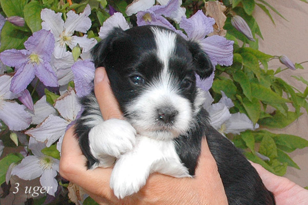 Zilke bichon havanese hvalp hundehvalp bichon havanais hvalpe hundehvalpe