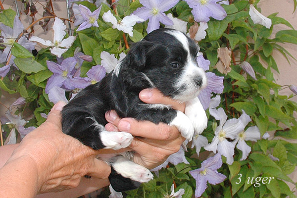 Zilke bichon havanese hvalp hundehvalp bichon havanais hvalpe hundehvalpe