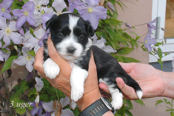 Zilke bichon havanese hvalp hundehvalp bichon havanais hvalpe hundehvalpe